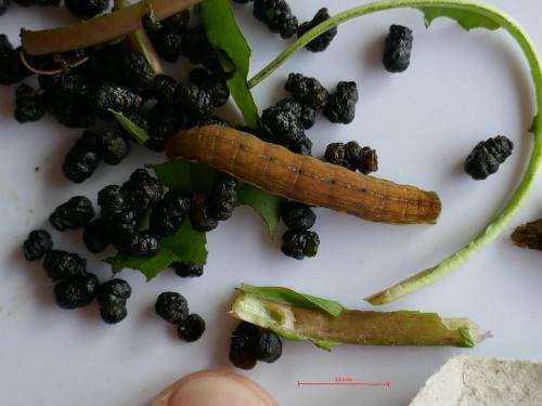 Ochropleura leucogaster